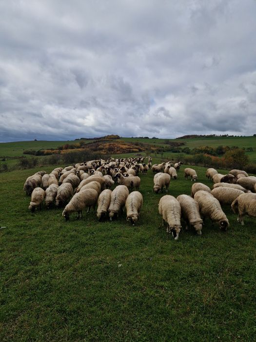Vând oi breze și mixte!