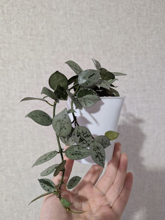 Хойя лакуноза эскимо сильвер