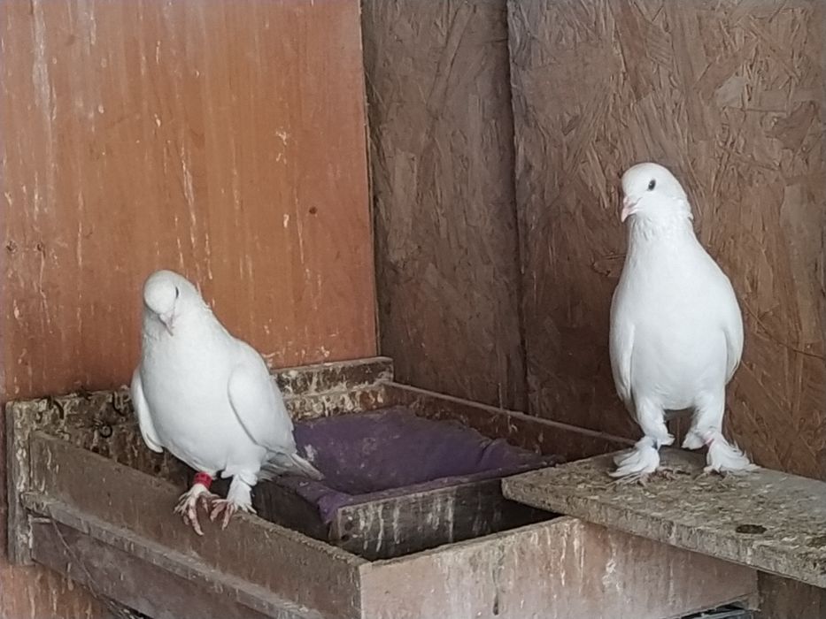 Молодые Самцы Такла