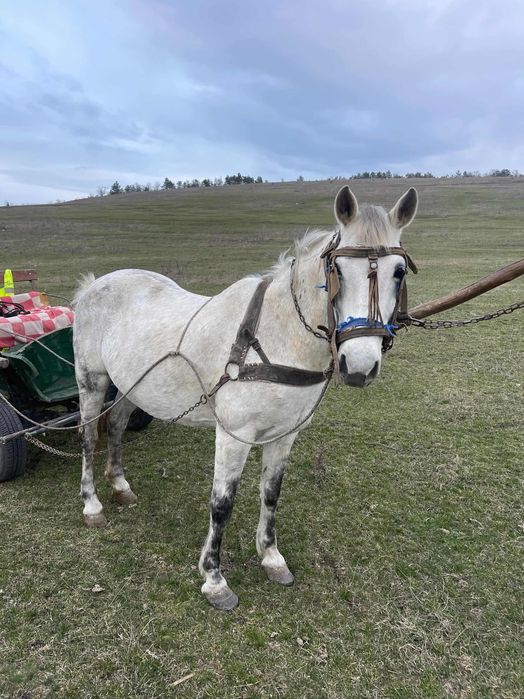 Vând căruța și cal