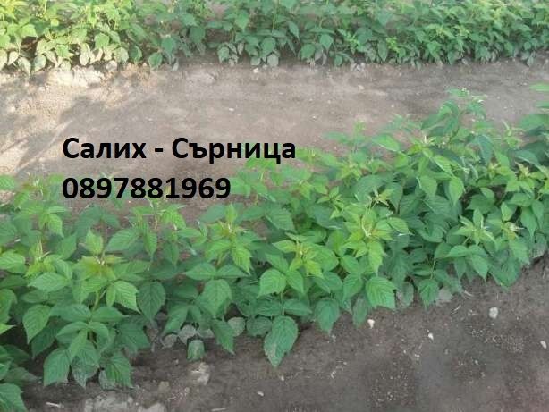 Корени целогодишни малини сорт "ЛЮЛИН"