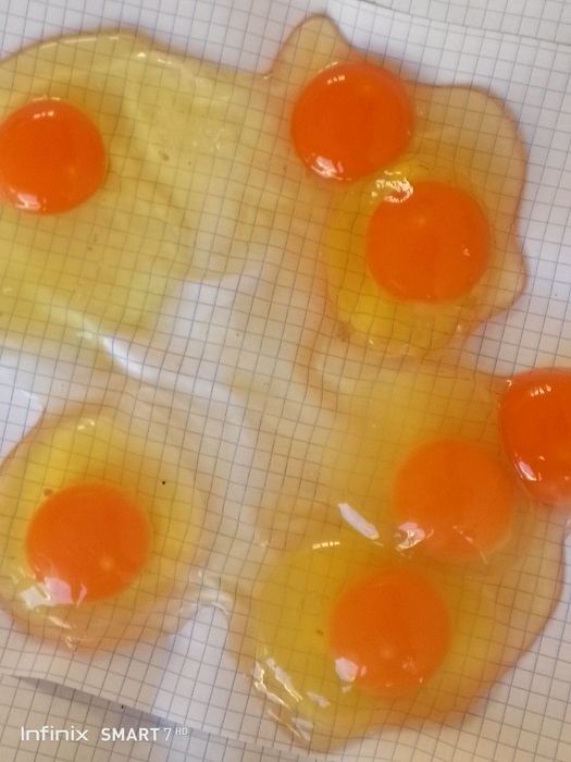 Uy sharoitida boqilga tovuq tuxumi bor