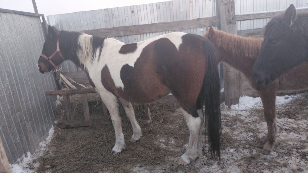 Бие сатам 4 Туган 750 мын тг