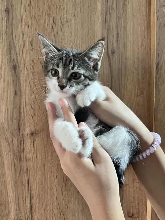 Котенок маленький