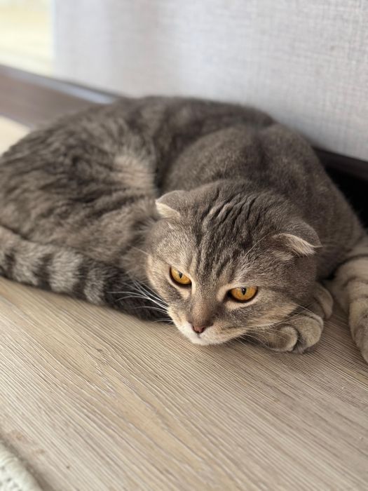 Отдам кота в хорошое руки