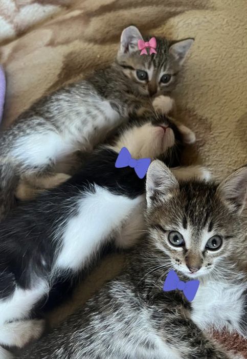 Отдам котят даром