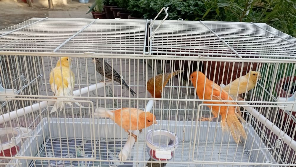 Канарейка  Ишлаган нарлар сотилади