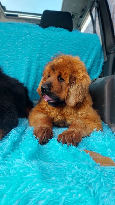 Тибетский мастиф