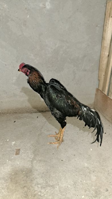 Бойцовый петух дакан