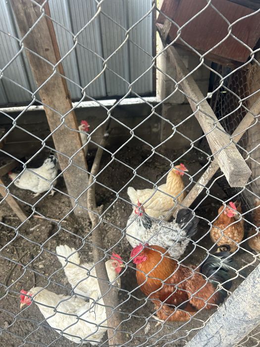 Продам домашних кур