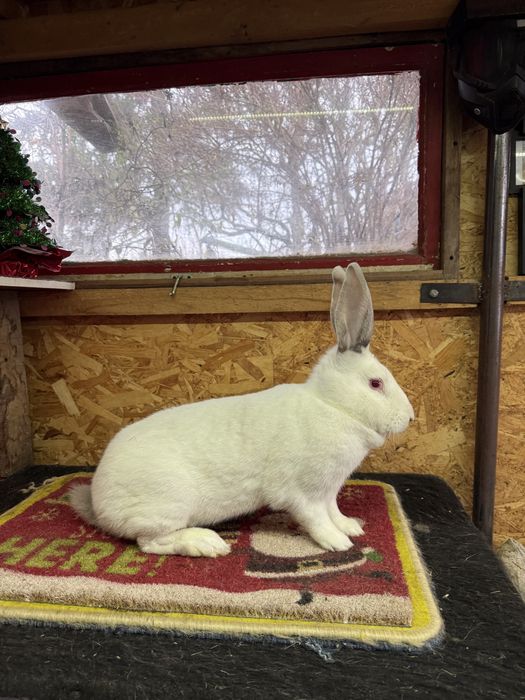 Vand iepuri hycole francez