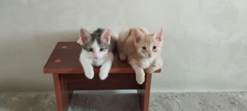 Отдам в добрые руки