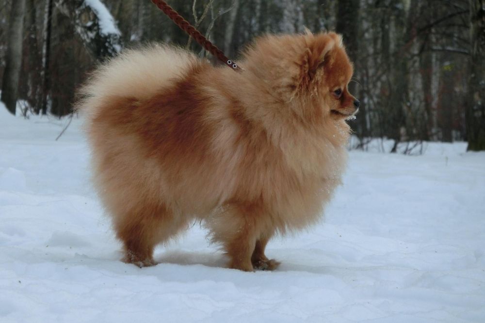 Продам собачку породы шпиц девочка 11 Мес