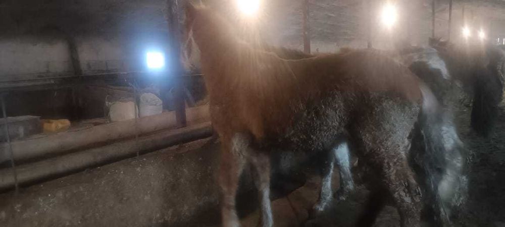 Жылқы сатылады. Продам лошадь