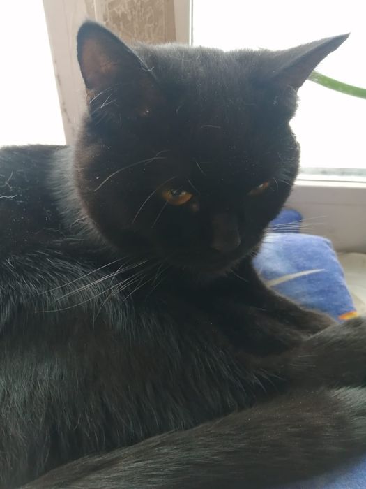 Срочно!Кота в добрые руки!