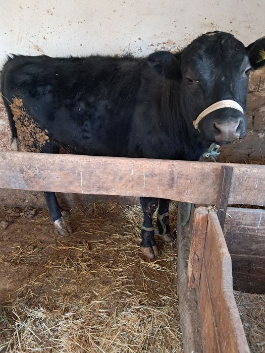 Бычок сатылады баиланған