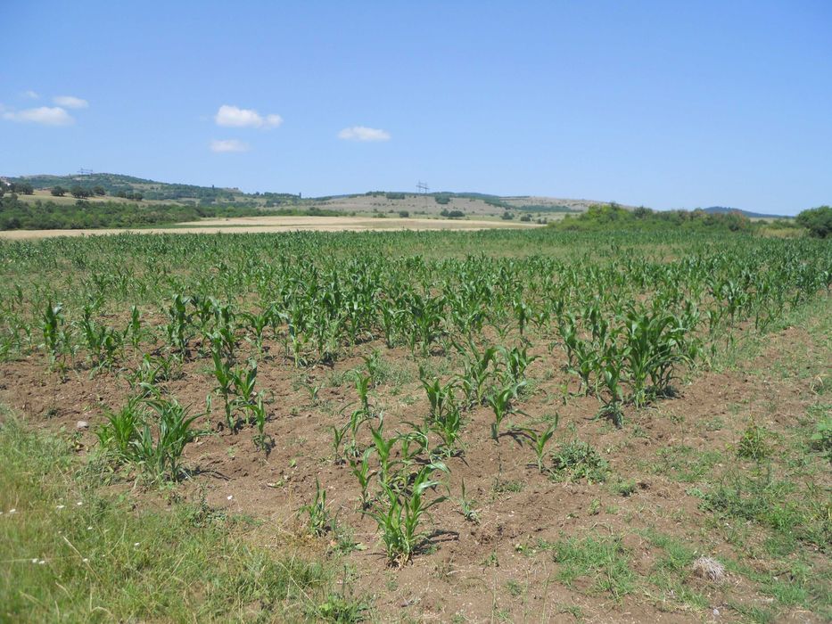 Продава се Земеделски имот в с. Драговищица, Област София-област -  кв.м за 8 €/дка - Снимка #3