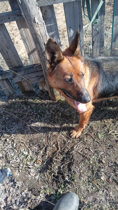 Продам Сабаку немецкая овчарка