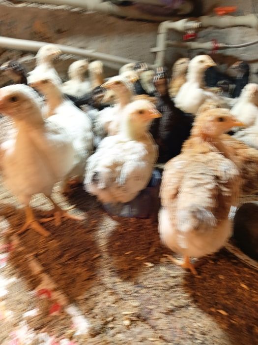 Домашний цыплята продается Балапандар сатылады