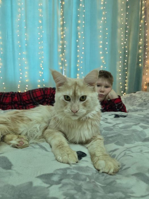 Котята Мейн-кун открыта бронь.