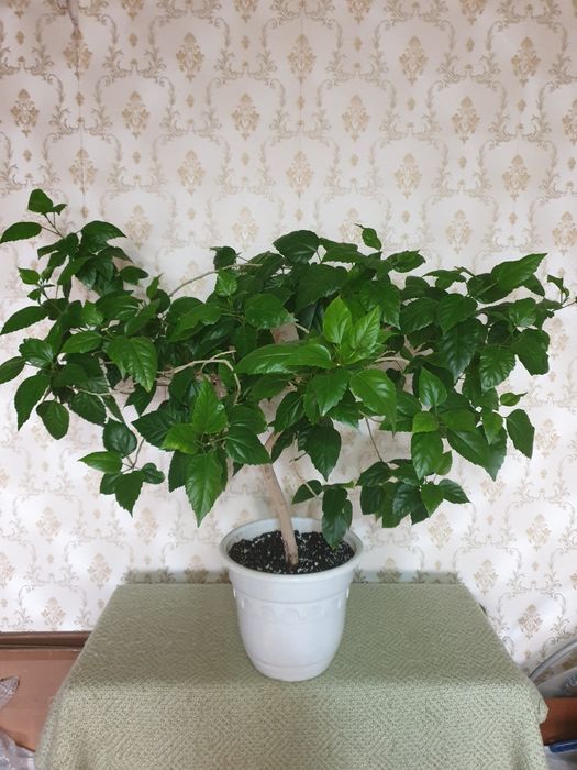 Гибискус (Китайская роза).