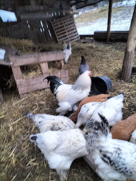 Vând cocoși brahma