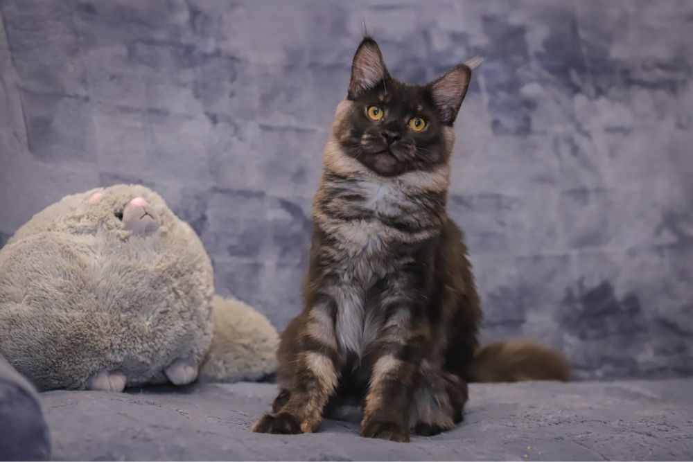 Кошка породы Мейн кун классик