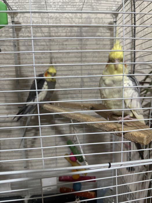 Корелла сатылады