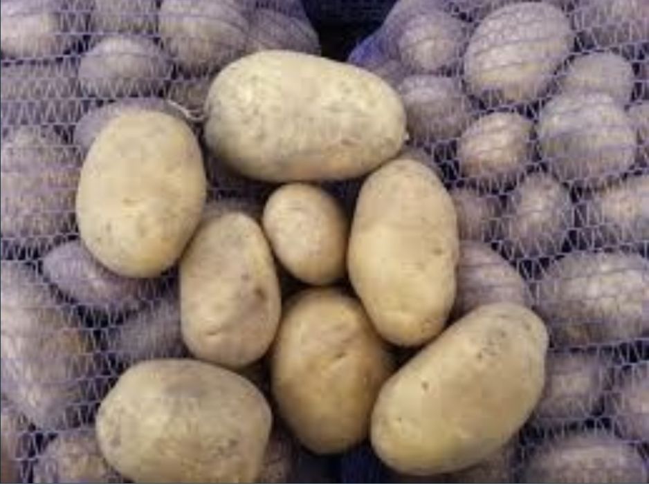 Картофель, сорт гала