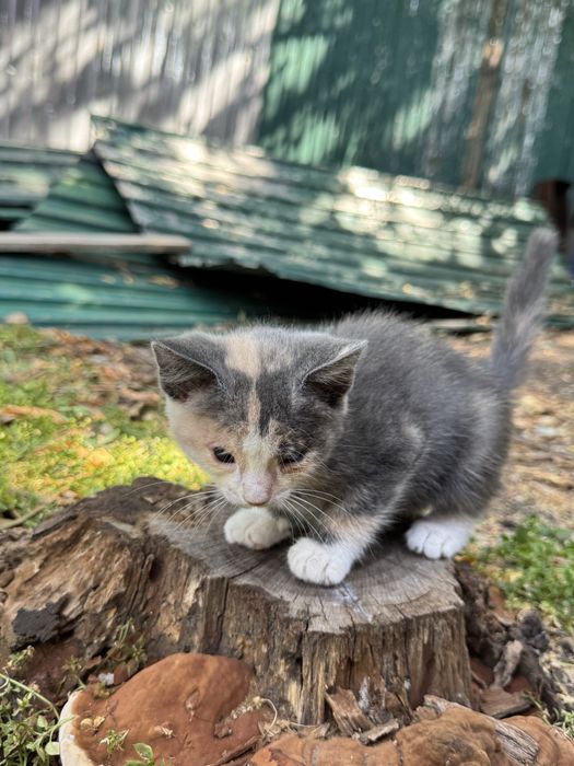 Котенок ищет дом!