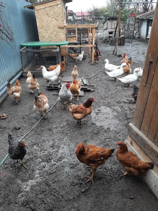 Păsări de curte Cocoși de sămânță și de carne