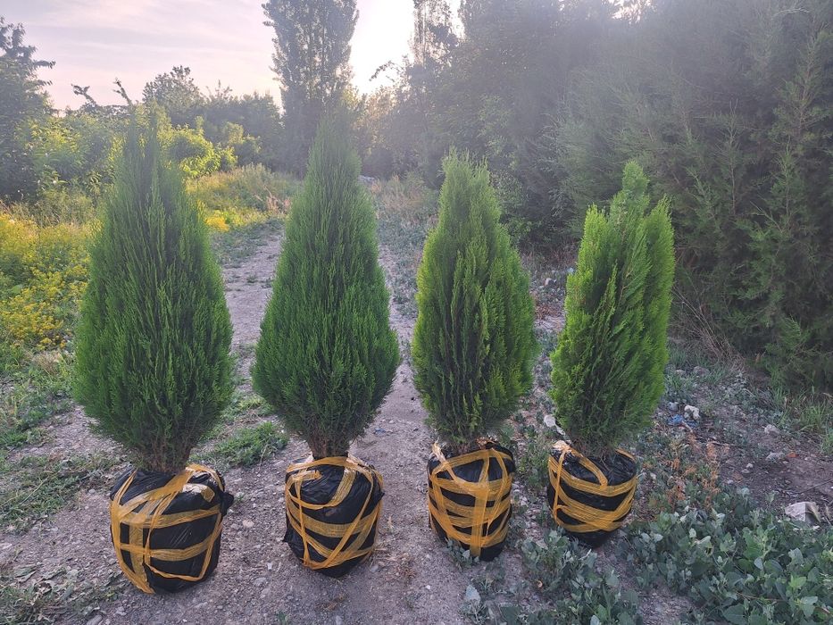 Арчалар, шаклли ва шаклсз.