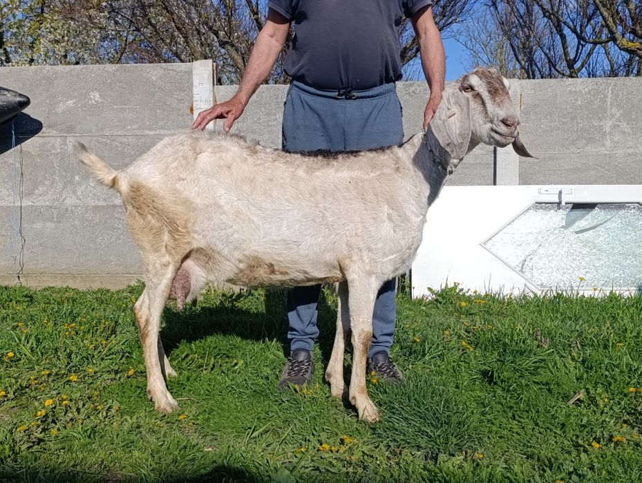 Vând capră anglo nubiană