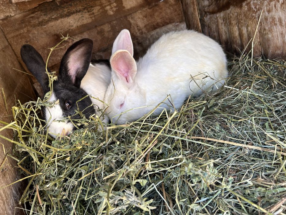 Iepurași de vanzare