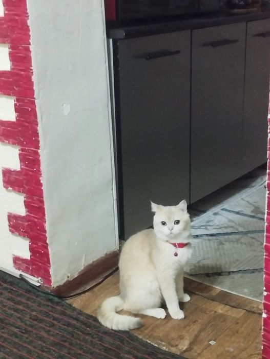 Продаётся кот породистый