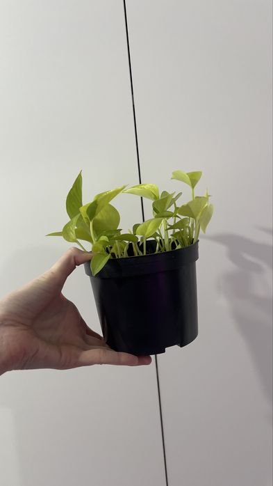 Неон — цветок, лиана