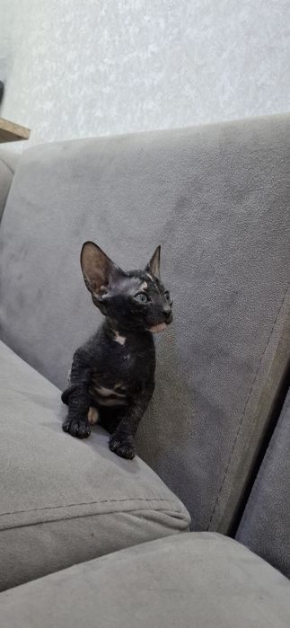 Котята сфинкса донского