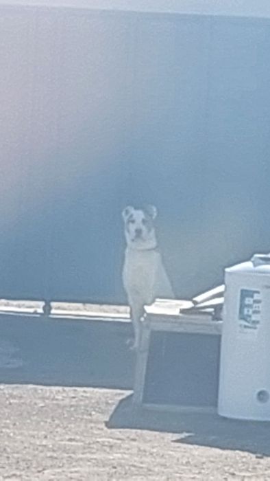 Чистокровный алабай сатылады