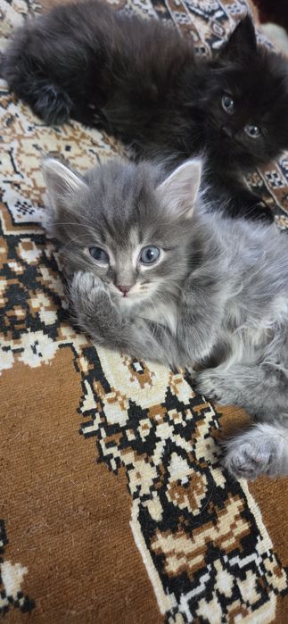 Котята ищут дом !!!