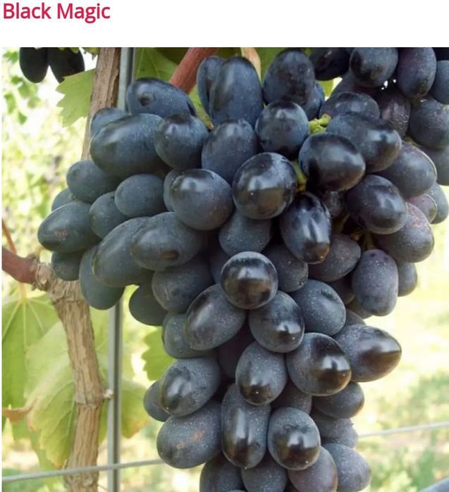 Material Saditor Vita de Vie