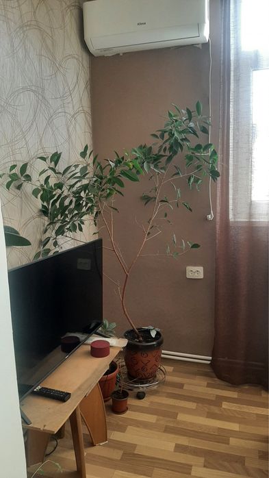 Фикус Бенжамина продам