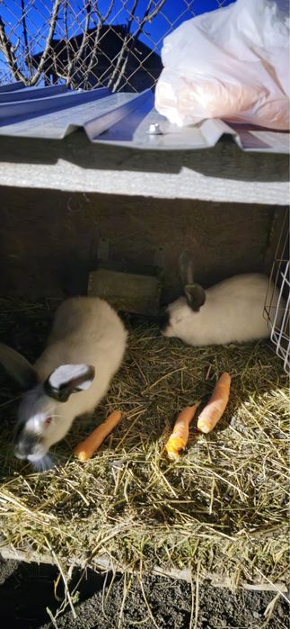 Vand iepuri urias de transilvania