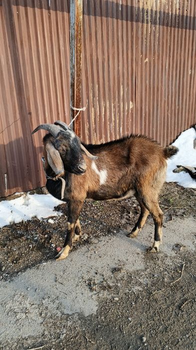 Продам козла теке