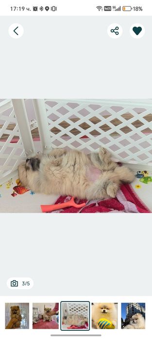 Мини померан момиче на 60 дни