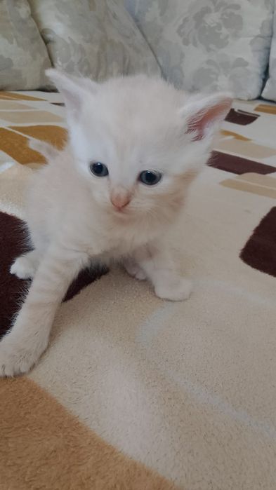Рыжики котята игривые