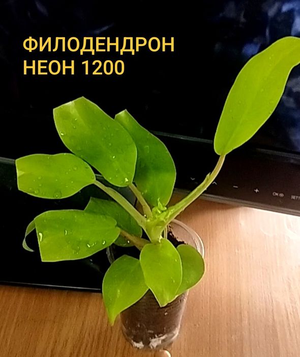 Продам филодендрона разные