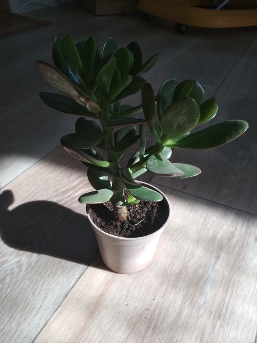 Толстянка.Денежное дерево