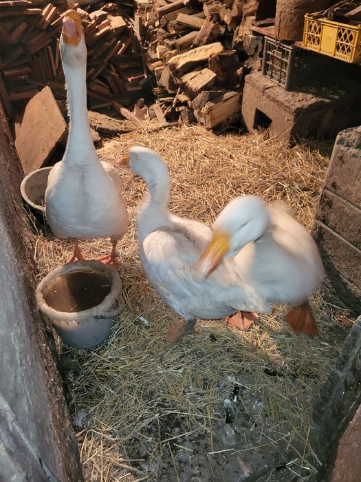 Продам.  Семью гусей