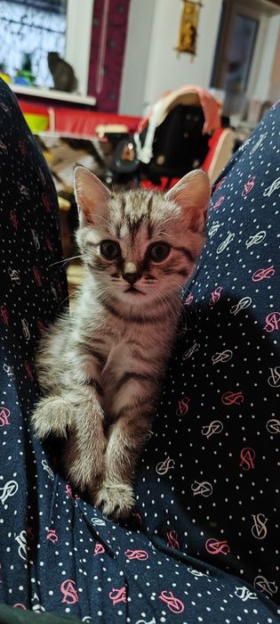 Шотландская прямоухая девочка