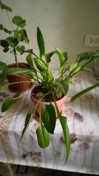 Продаются комнатные растения